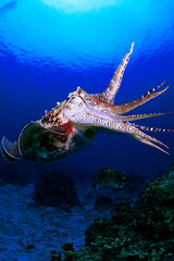 威嚇するコブシメ