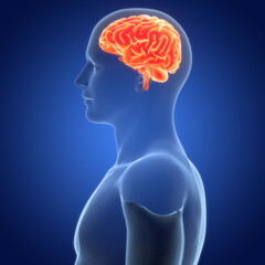 Central Organ of Human Nervous System Brain Anatomy