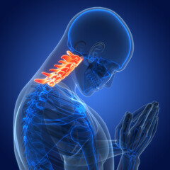 Spinal Cord Vertebral Column of Human Skeleton System Anatomy