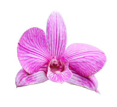Flower on transparent background, real close up beautiful purple orchid flower isolate die cut png file