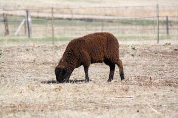 Brown Sheep