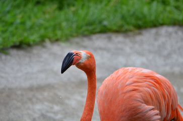 こっちを見るフラミンゴ