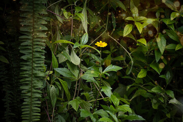 植物園に咲いていた黄色い小花 - obrazy, fototapety, plakaty