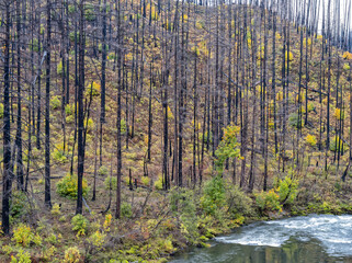 A stand of burnt trees in the forest next to the Umpqua River near Idleyld Park, Oregon, USA