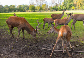 Ein Rothirsch mit seinem Rudel