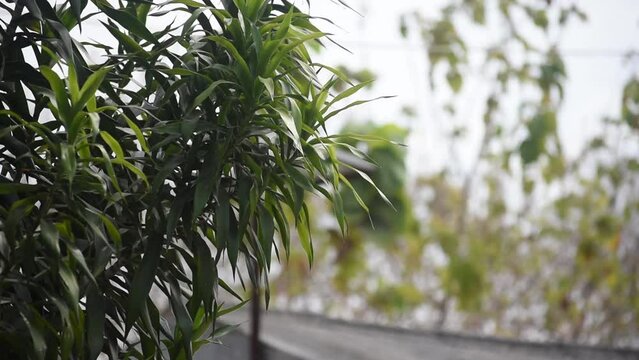 Video Footage of plant, slender lady fern or rhapis excelsa blowing in strong wind