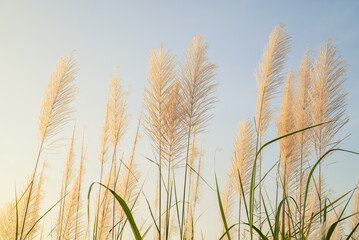 Reed blooming over the field on blue sky before sunset