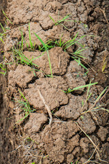 The long drought means that rice fields cannot be planted with rice and the soil becomes cracked and dry. The drought that struck made the land infertile and unplantable