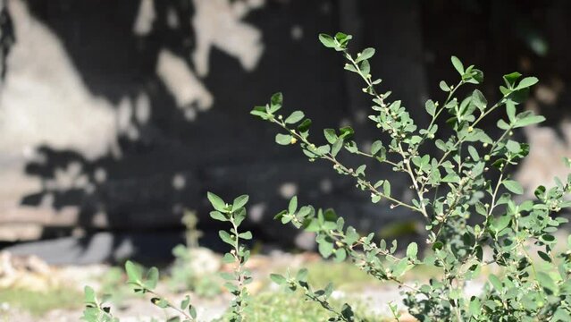 Video Footage, Bacopa grass plant, a grass that grows wild in gardens with a beautiful green color