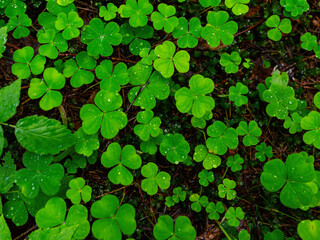 Top view on green shamrocks. Wood sorrel (Oxalis acetosella) closeup. Many trefoils. Water droplets on leaves after rain. Beautiful forest plants. Northern nature. Perfect for a natural background.