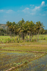 Rice fields in rural Indonesia. A hot afternoon in the middle of green rice fields with coconut trees among the rice fields and a hilly background, so beautiful and peaceful.