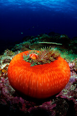 ハナビラクマノミとイソギンチャク