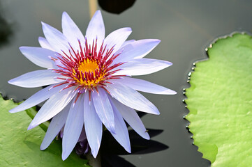An Attractive White Water Lily on a Pond