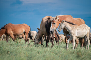 Horses graze on a field in the open air in summer.