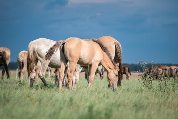 Obraz na płótnie Canvas Horses graze on a field in the open air in summer.