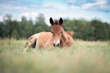 Horses graze on a field in the open air in summer.