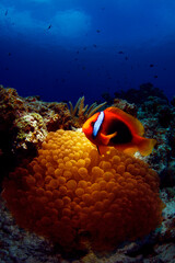 ハマクマノミとイソギンチャク