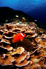 ハマクマノミとイソギンチャク