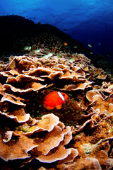 ハマクマノミとイソギンチャク