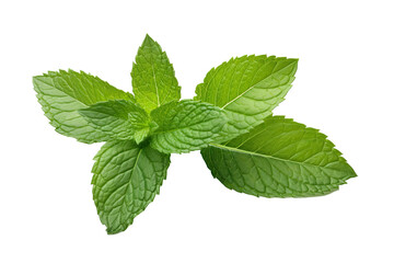 Fly fresh raw mint leaves isolated on white background