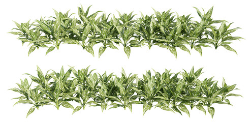 set of aglaonema plants, 3d rendering with transparent background, for architecture visualization & digital composition