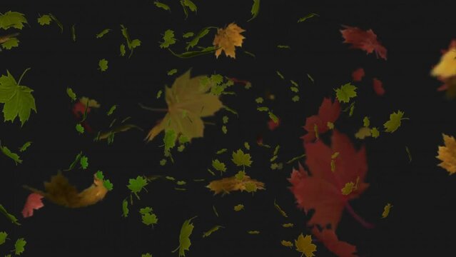 Animation of autumnal leaves falling on black background