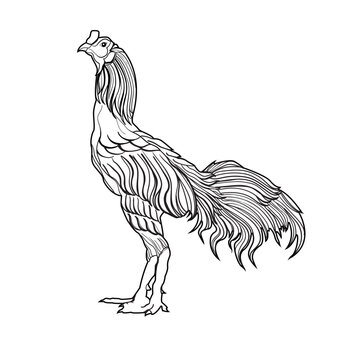 sketch of a rooster