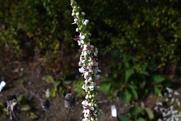 Verbascam chaixii ' Wedding Candles ' flowers. Scorophulariaceae perennial plants. Small flowers with white petals and purplish cores bloom in spikes.