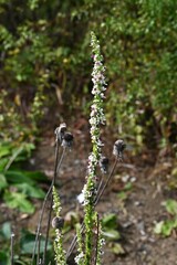 Verbascam chaixii ' Wedding Candles ' flowers. Scorophulariaceae perennial plants. Small flowers with white petals and purplish cores bloom in spikes.