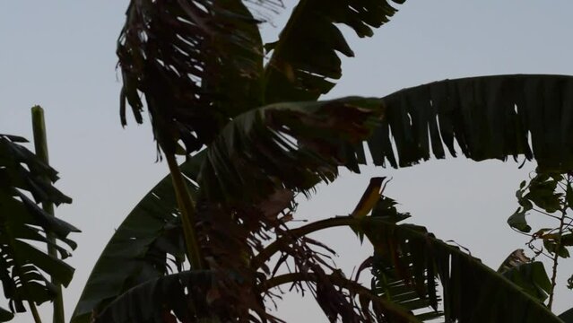 video footage of banana leaves blowing in the wind