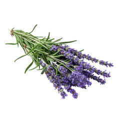 Aromatic Lavender Flowers Tied