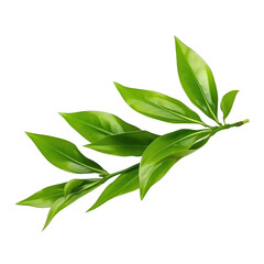 Lush Tea Branch of Green Leaves
