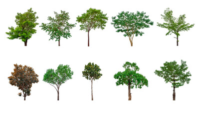 Collection of trees, trees isolated on white background with clipping path