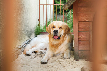 The golden retriever dog lies on ground in pen. View on relaxing pet outdoors. Domestic animal. In...
