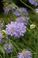 Vertical closeup on a purple Field scabious flower, Knautia arvensis in the garden