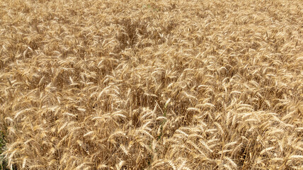 Golden wheat in field ready to harvest Ears of golden for natural background