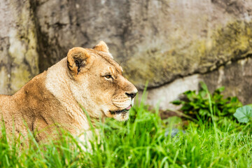 Close-up portrait of a lion. Female lion in the grass of the African savannah. Big eyes watchfully look at mother