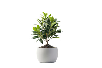 Plant isolated in the pot at the white background