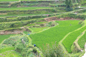 Terraced Field in Tangan, Guizhou, China