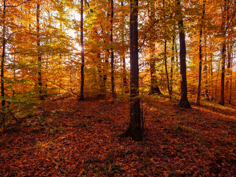 Autumn morning in the woods. Yellow tones on the trees. Magical colorful landscape. October in the deciduous forest.