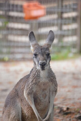 Fototapeta premium こちらを向くカンガルー