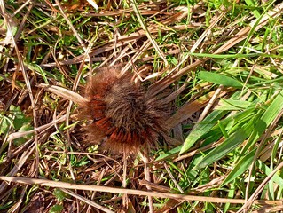 Obraz premium A large hairy caterpillar curled up in a ball in the green grass. Butterfly larva.
