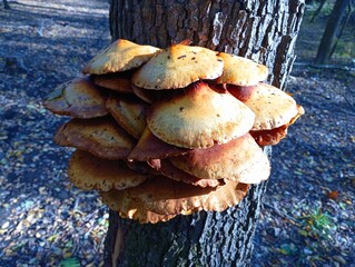 Old mushrooms on a birch trunk. A group of poisonous mushrooms grows on a tree in a quiet place in...