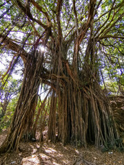 Big banyan or Indian ficus in Goa in India. A beautiful huge banyan tree in the Indian jungle near Arambol beach. Banyan, considered a sacred tree, is highly revered in India.