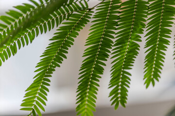 美しい緑色の葉