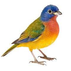full body shot of a painted bunting on transparent background cutout - Generative AI	