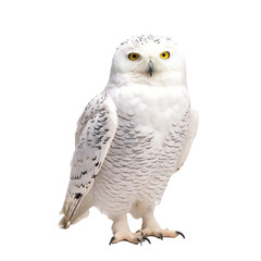 full body shot of a snowy owl on transparent background cutout - Generative AI	