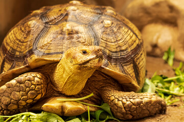 Naklejka premium Shot of a sulcata tortoise with a very cool bokeh background suitable for use as wallpaper, animal education, image editing material and so on.