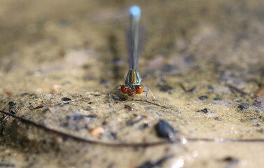 Kleines Granatauge - Small Red-eyed Damselfly