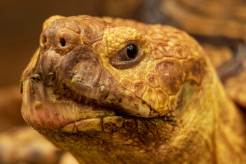 Shot of a sulcata tortoise with a very cool bokeh background suitable for use as wallpaper, animal education, image editing material and so on.